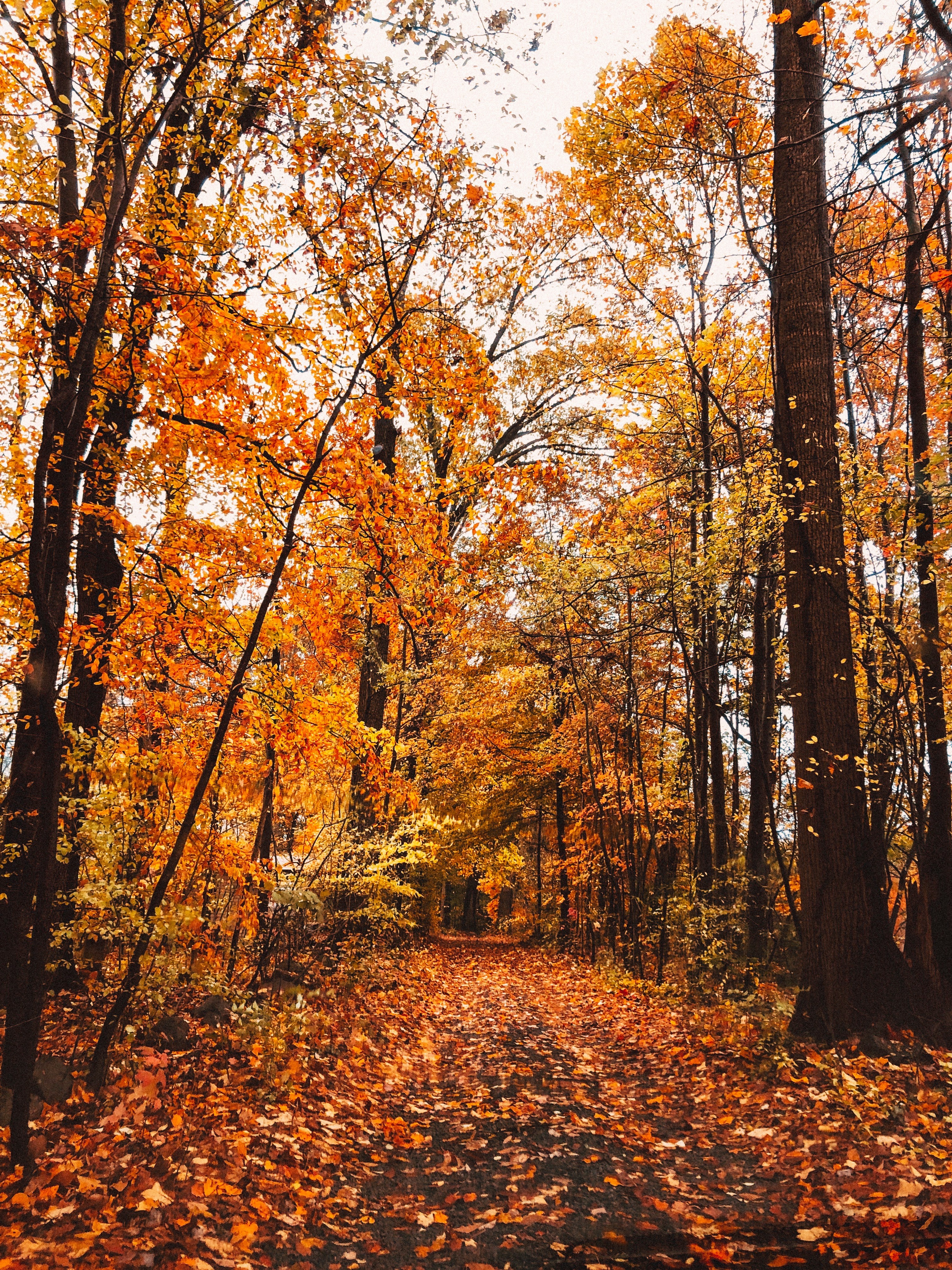 Fall foliage in North York