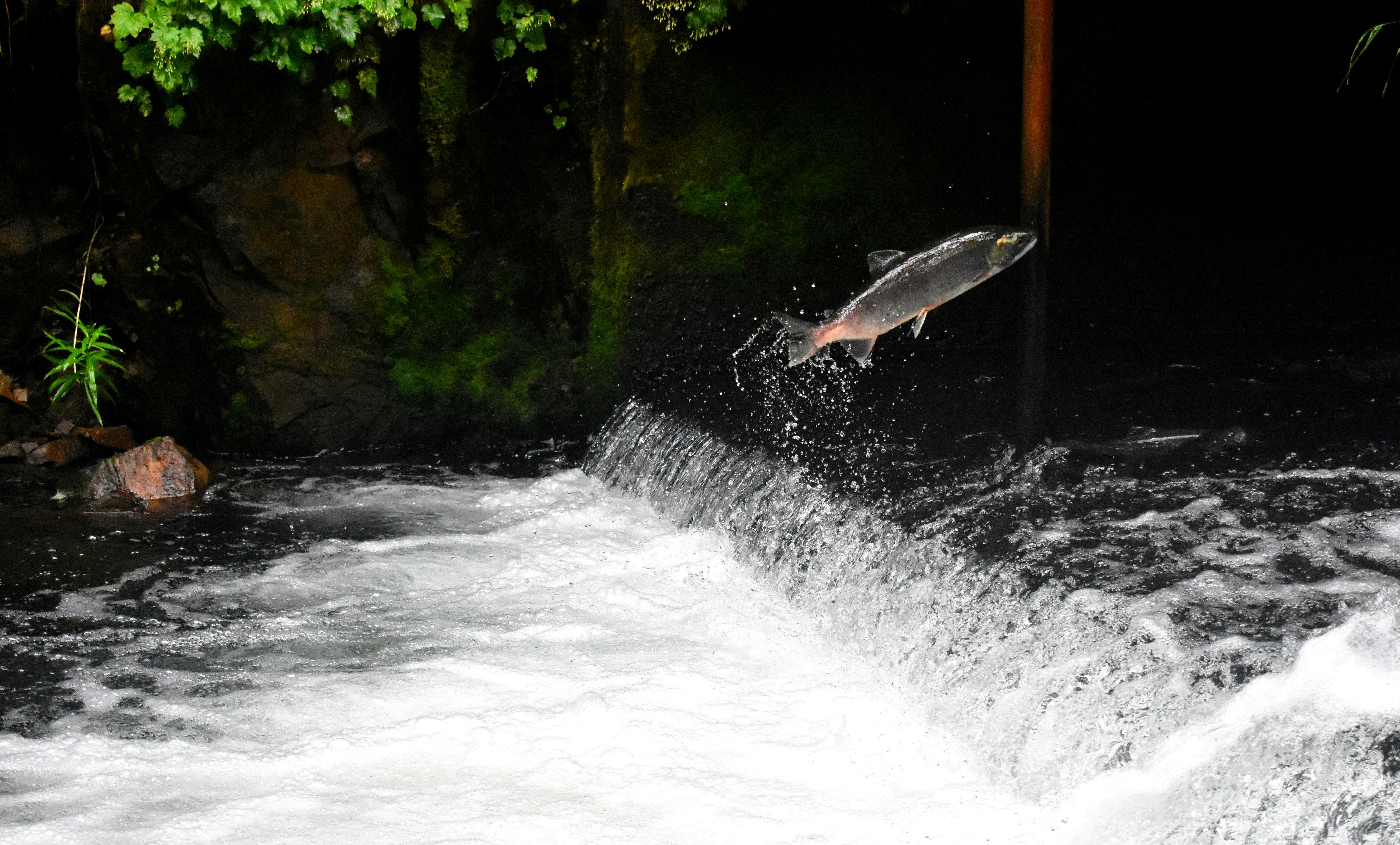 Salmon run in North York