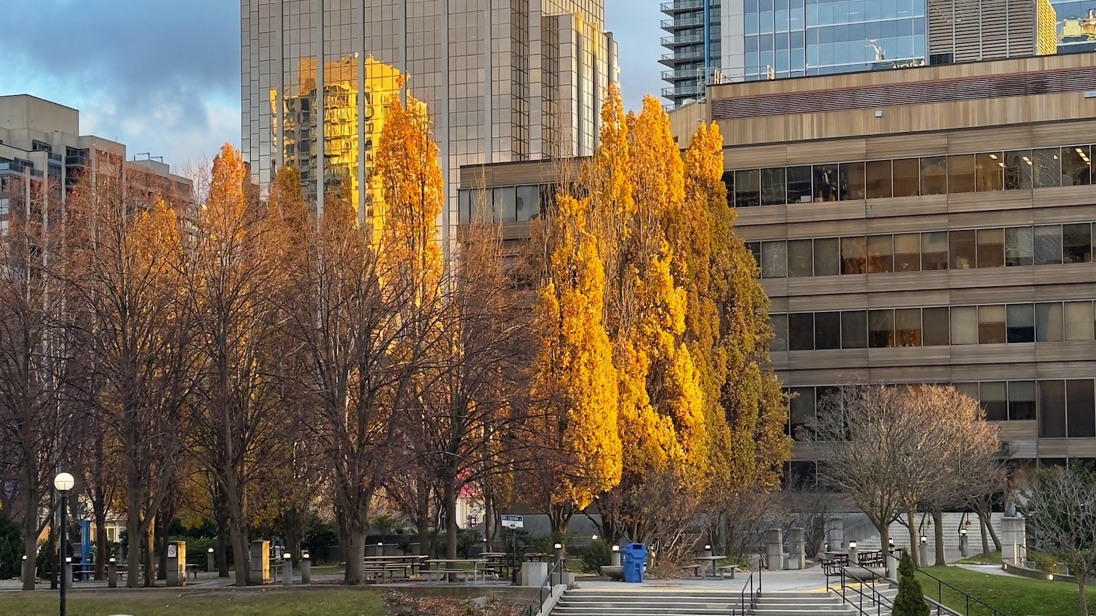 Golden autumn trees at Mel Lastman Square in North York