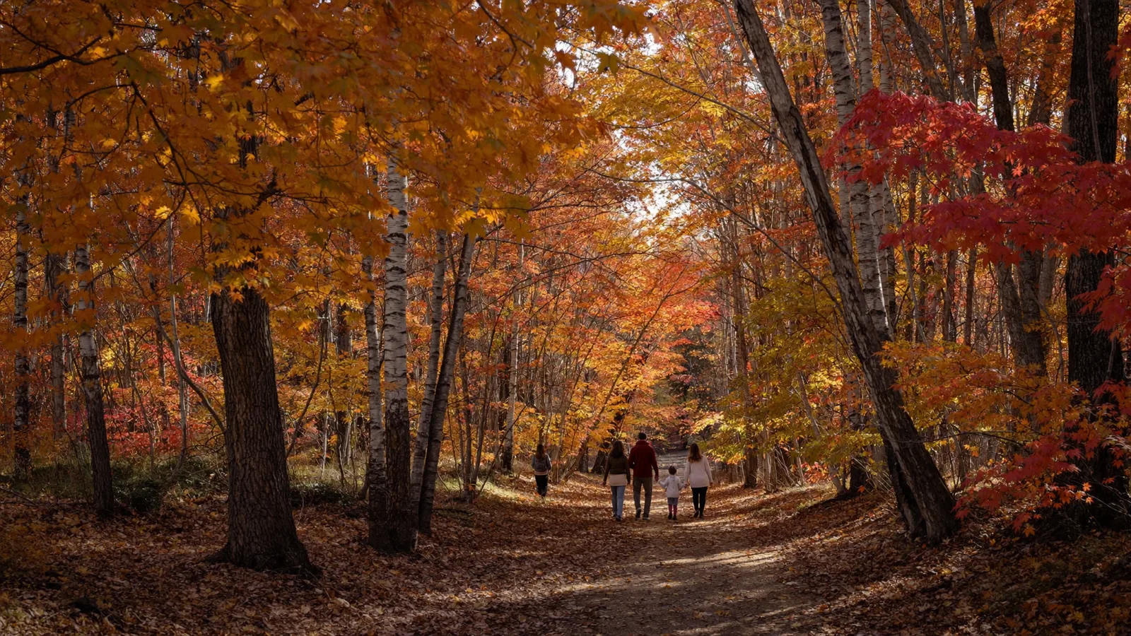 A family walking a leaf-covered ravine trail under peak orange and red maples on Thanksgiving weekend