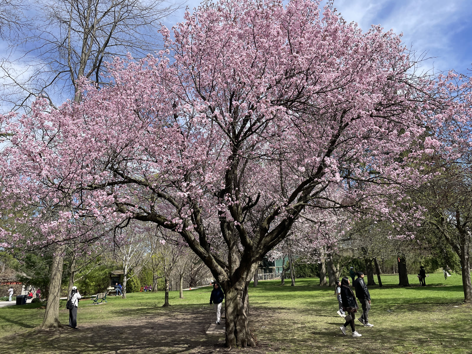 Pink and white cherry blossom trees in advanced partial bloom, filling the landscape with soft pink flowers on a clear spring day at Edwards Gardens