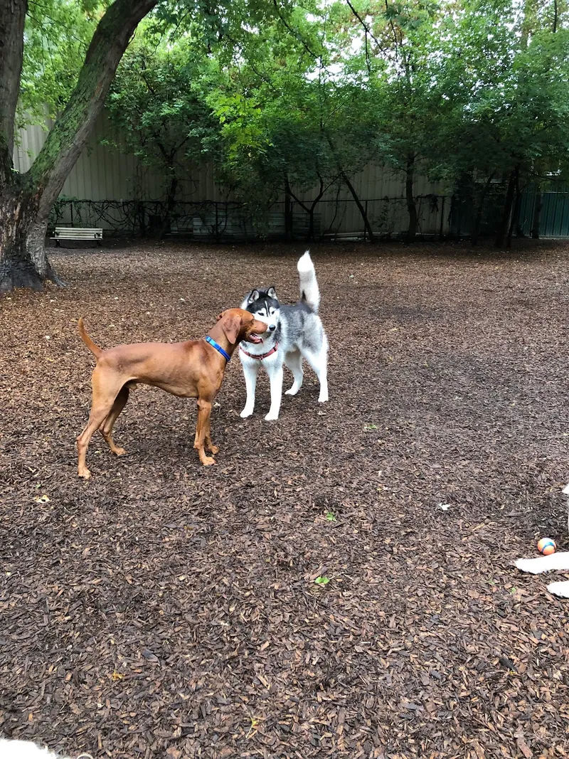 Yonge and York Mills fenced dog park near transit