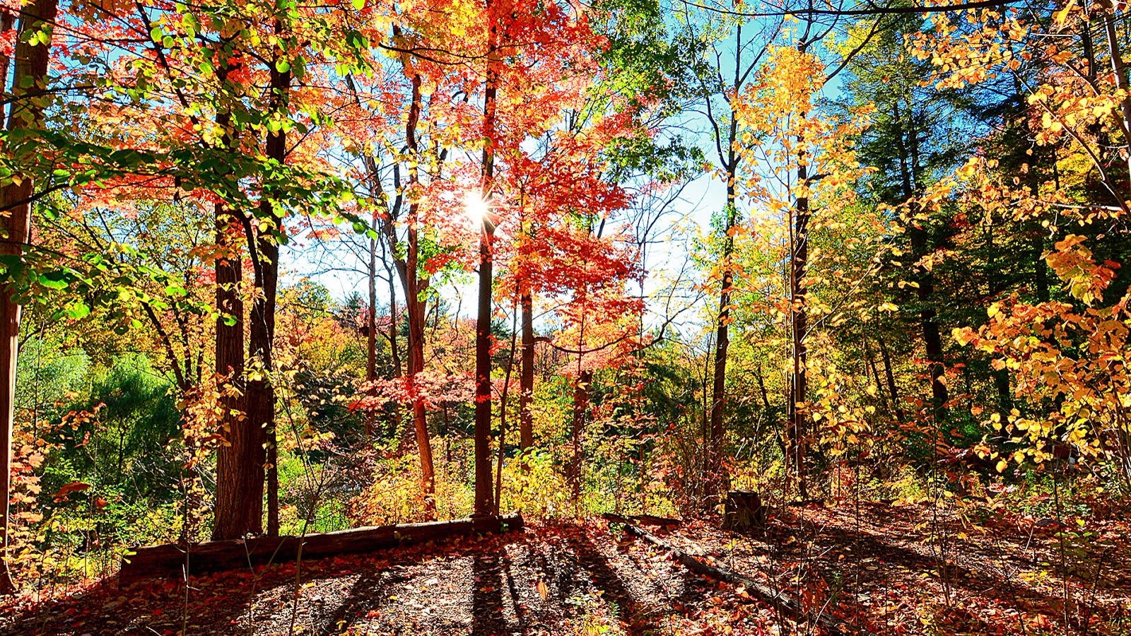 Maples and woodland in red, orange and yellow autumn colour with low sun, a photo tagged to Edwards Gardens in Toronto