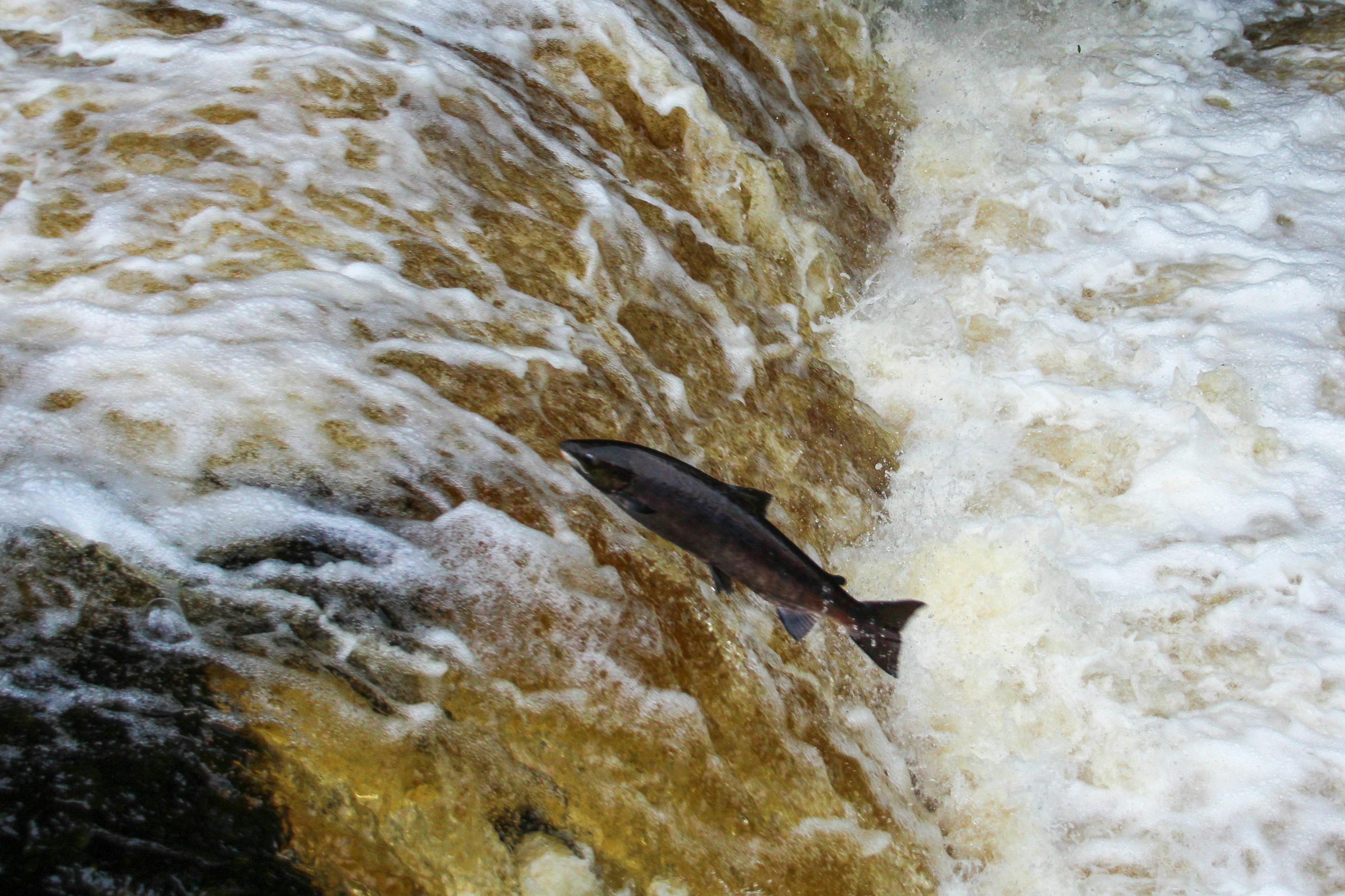 Salmon swimming in the East Don River at Charles Sauriol Conservation Area in North York