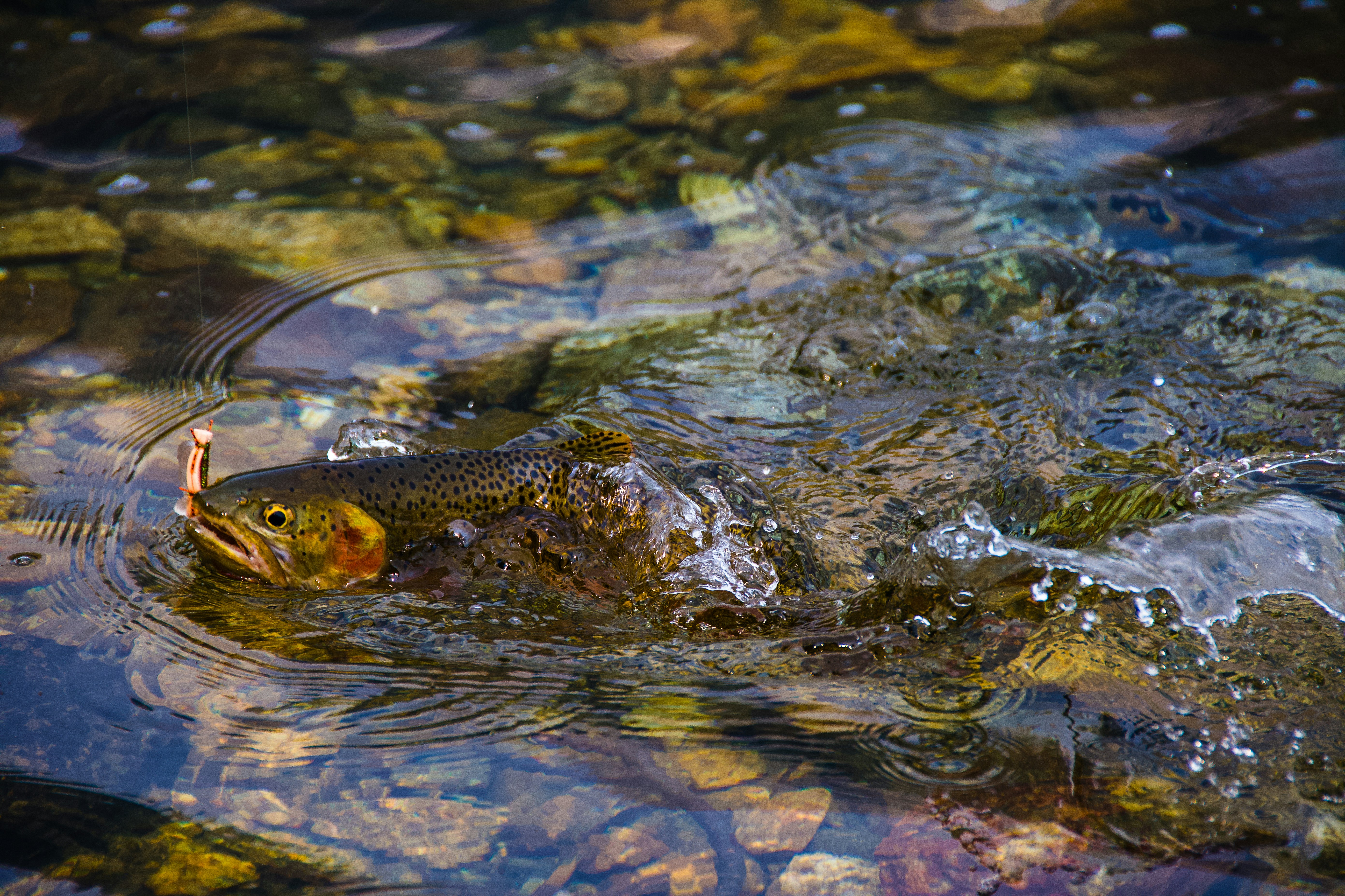 Large brown salmon swimming in the Humber River at Raymore Park fish ladder